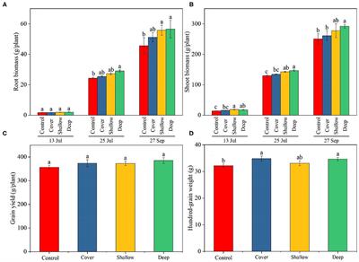 Straw Incorporation Effects on Net Photosynthetic Carbon Assimilation and Maize Growth